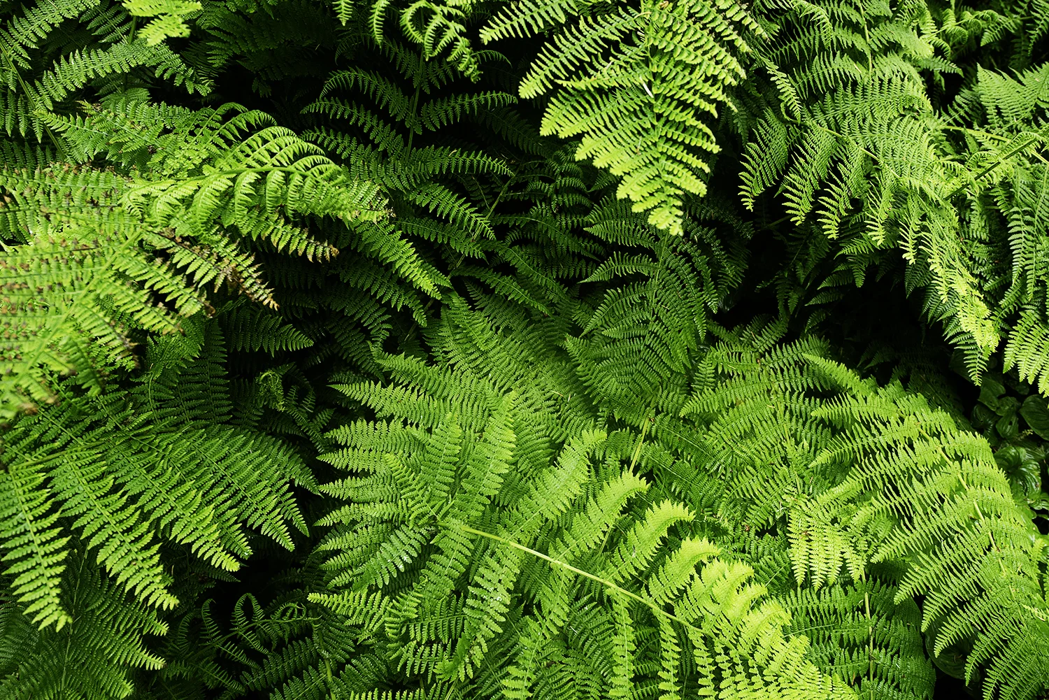 fern olympic national park.jpg