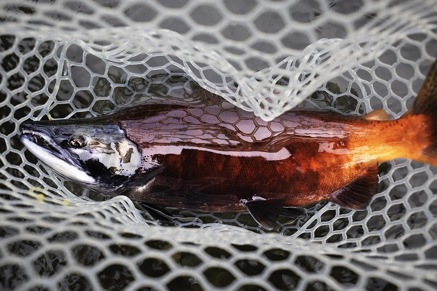 Kokanee Salmon. Idaho
