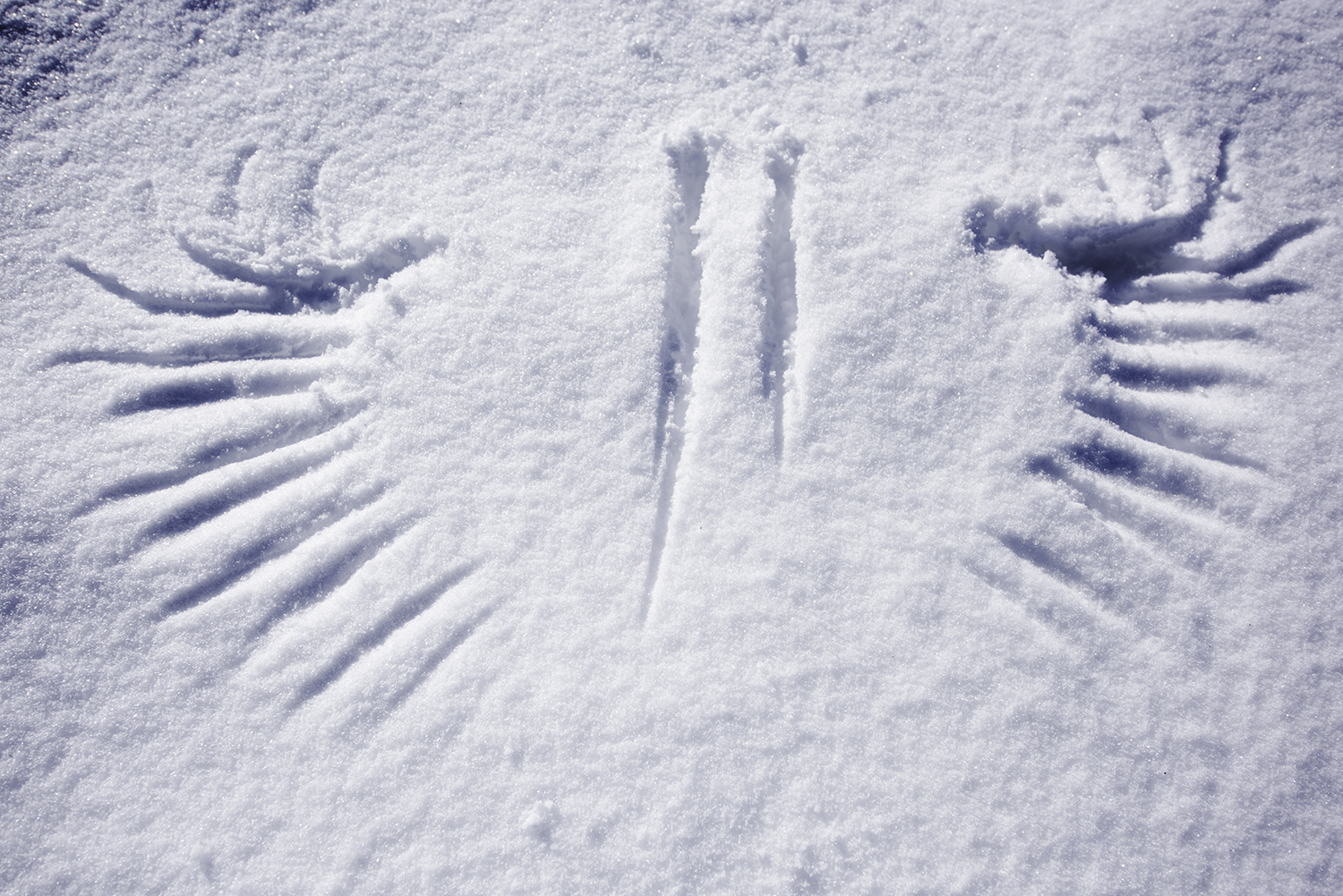 Wing Prints In The Snow