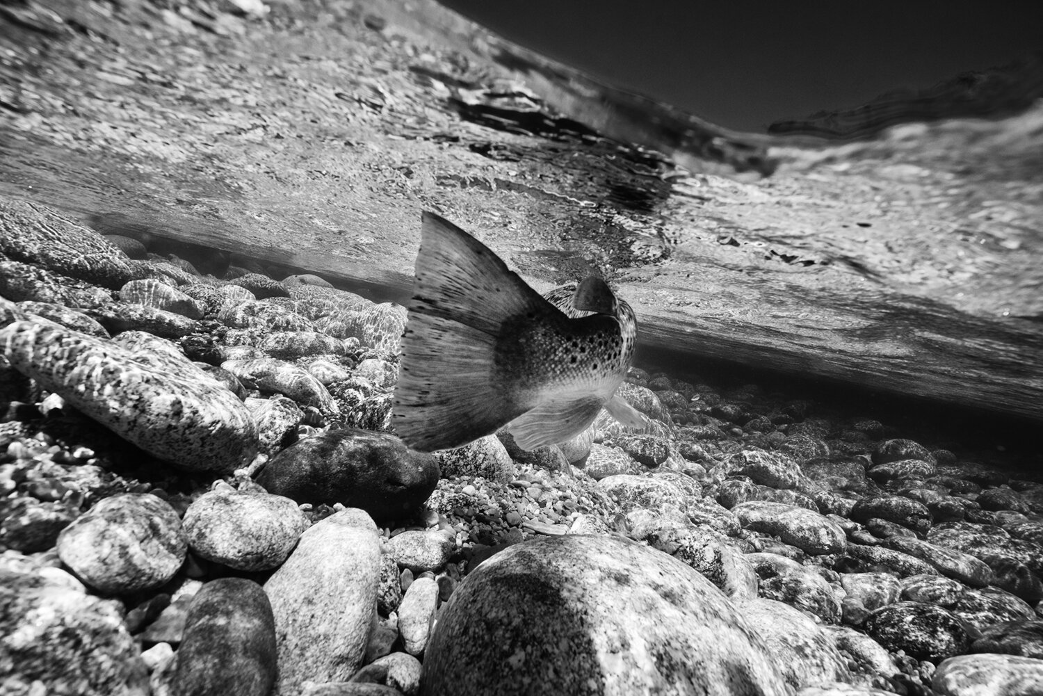 underwater brown trout