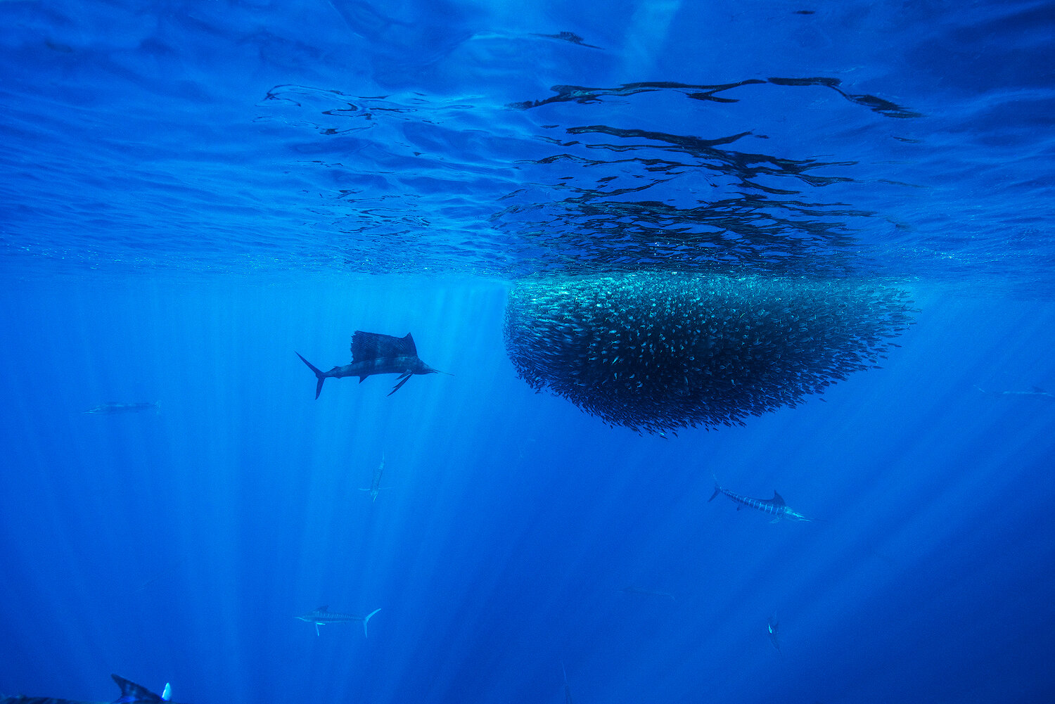 Sailfish and Bait Ball.