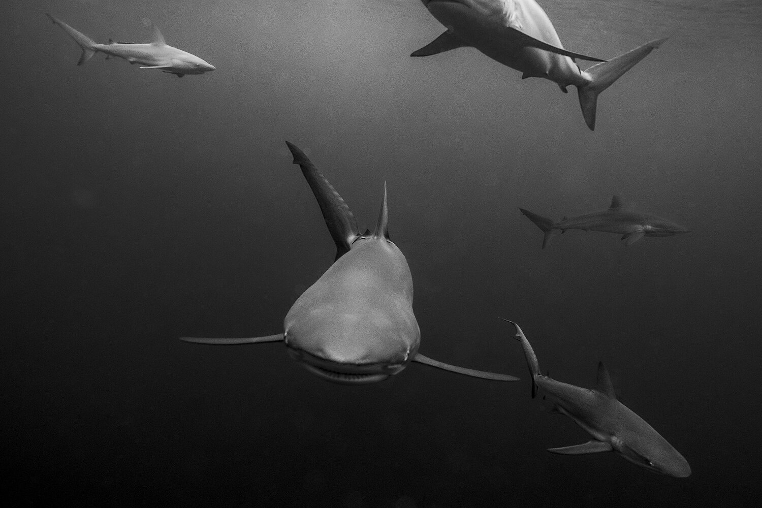 Silky sharks. Cuba