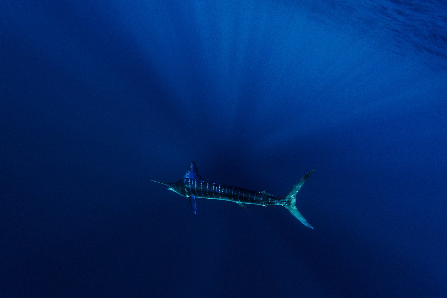 underwater striped marlin