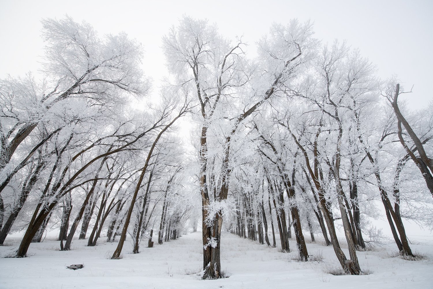 landscape-row-of-trees-winter-2022.jpg