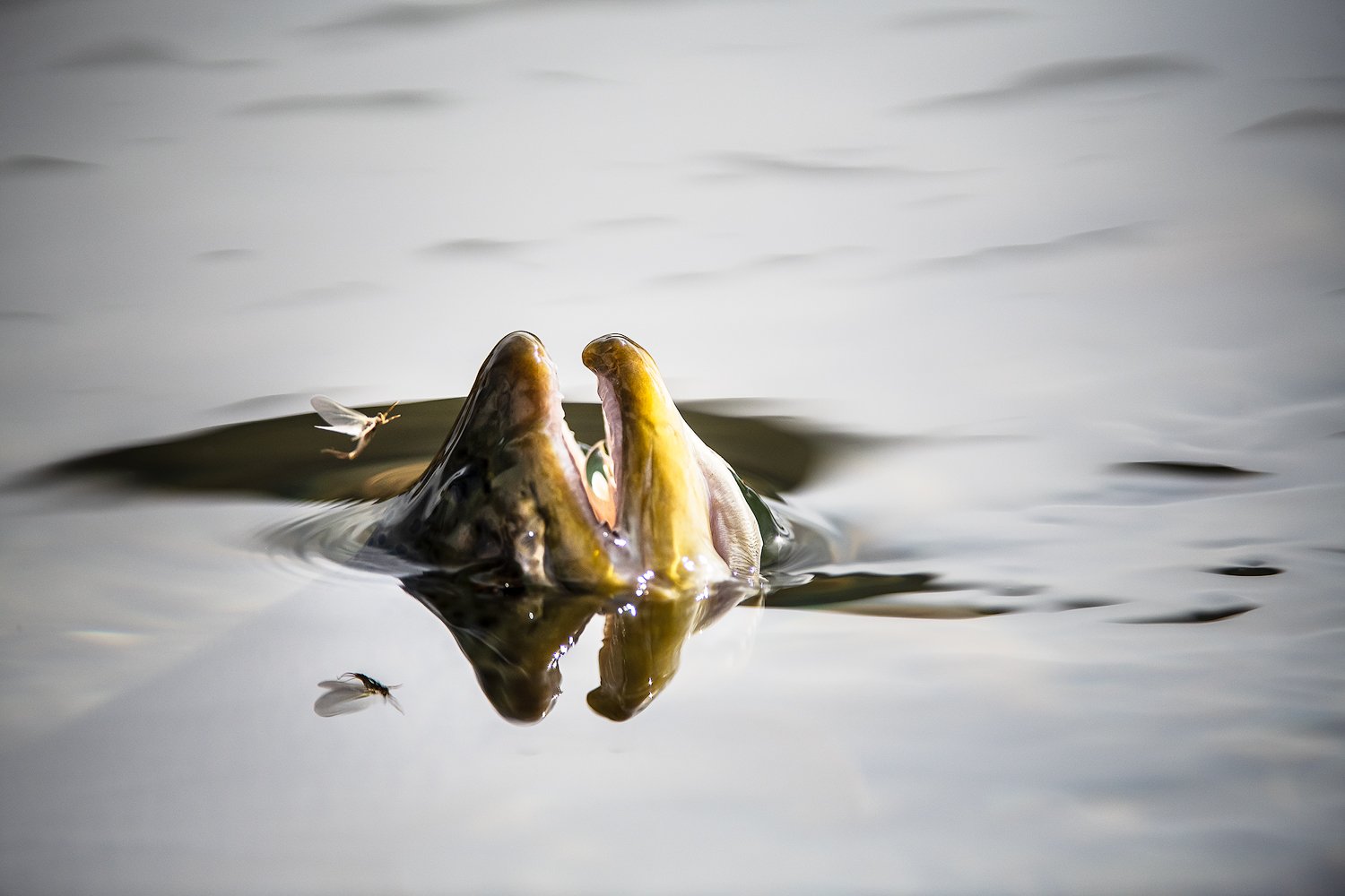 Mayfly and Brown Trout. Silver Creek, Idaho