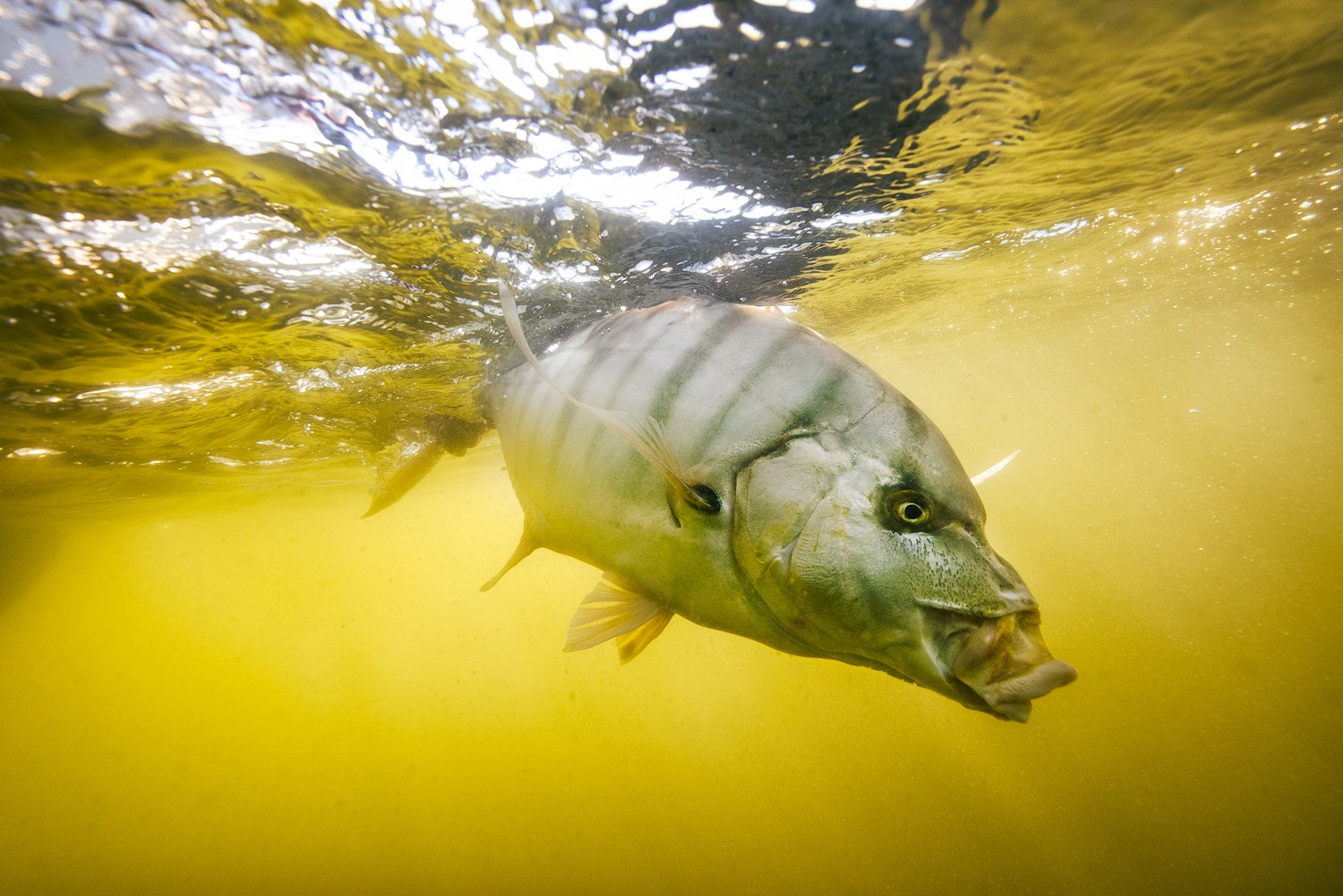 Golden Trevally Underwater