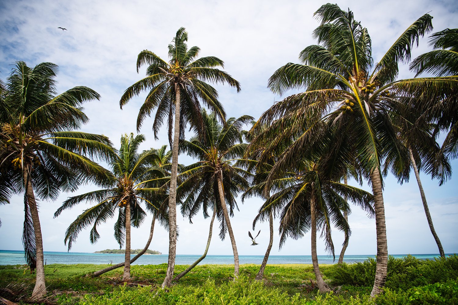 landscape faraway furtheraway palms and bird.jpg