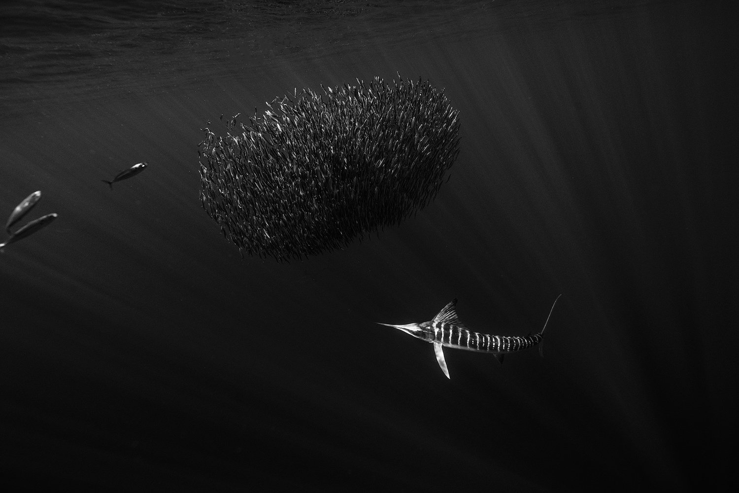 underwater-bw-marlin-bait-baja.jpg