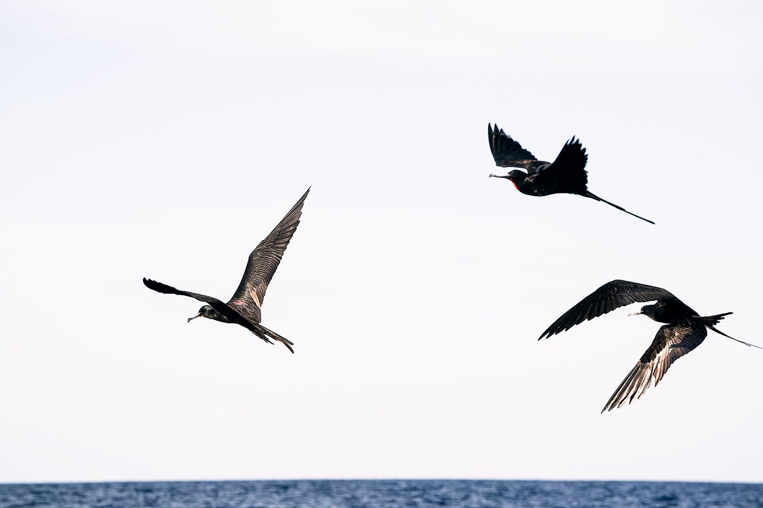 fly-fishing-frigates-mag-bay-baja.jpgjpg.jpg