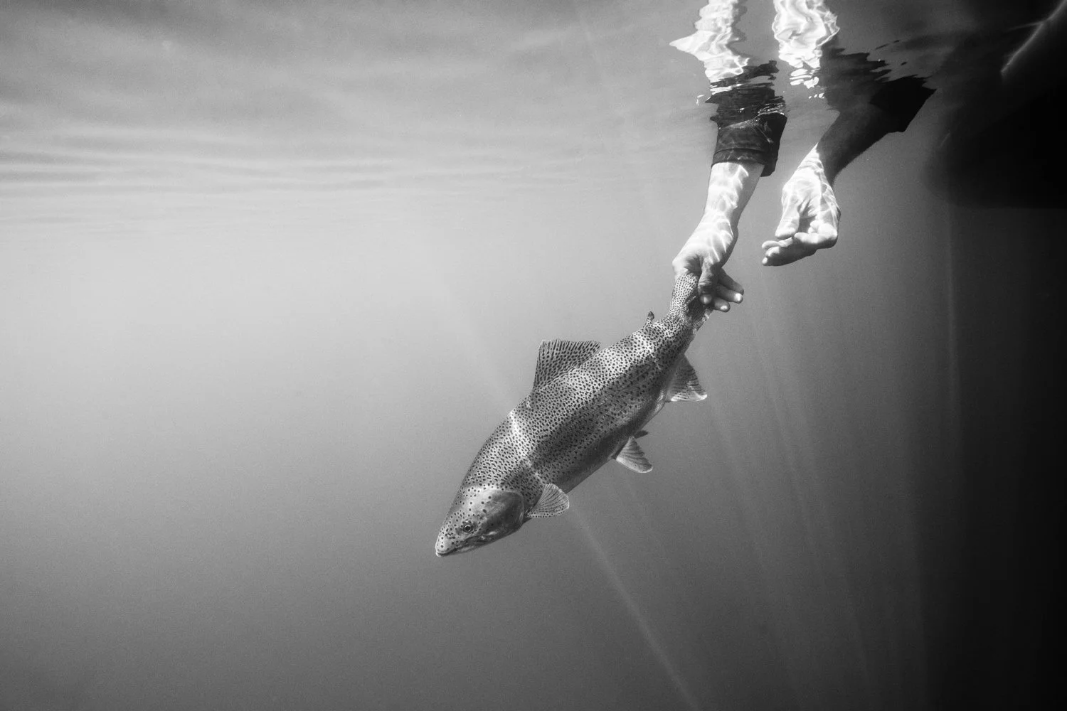 rainbow trout fly fishing argentina lake