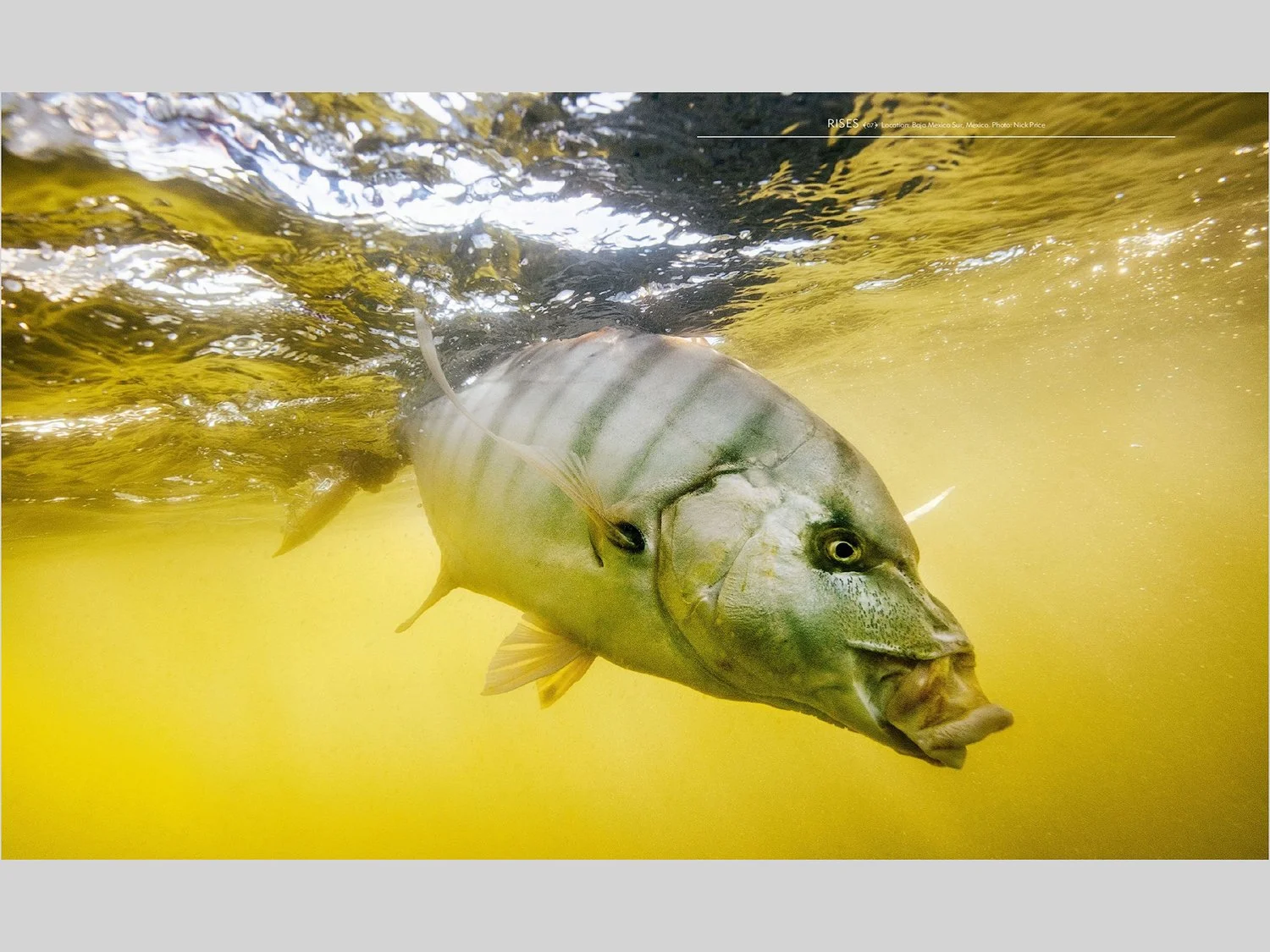 an underwater image of a golden trevally. baja, Mexico
