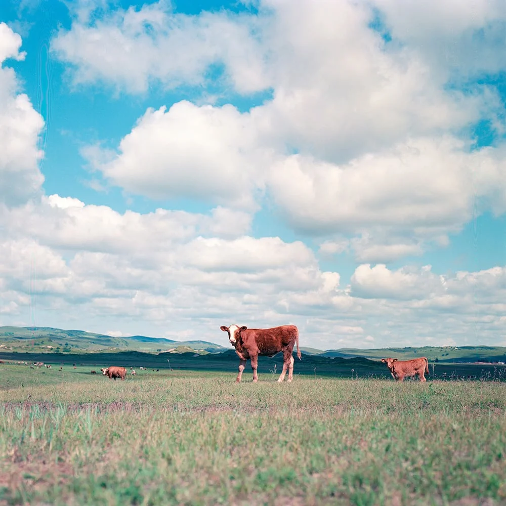 VanChee-YanYu-3041-Grazing-01.jpg