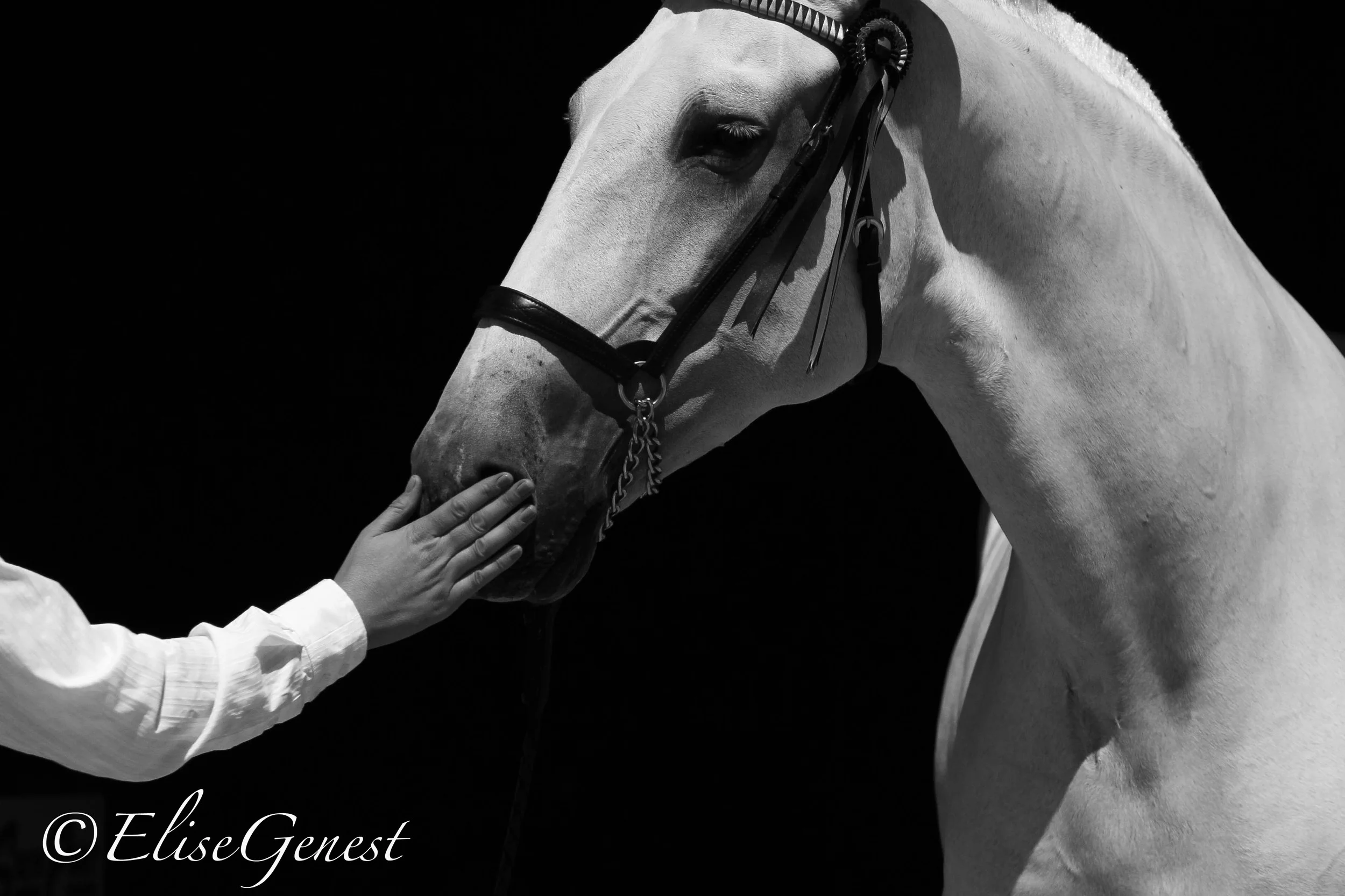 Fantasia Del C 2011. Photo: Elise Genest