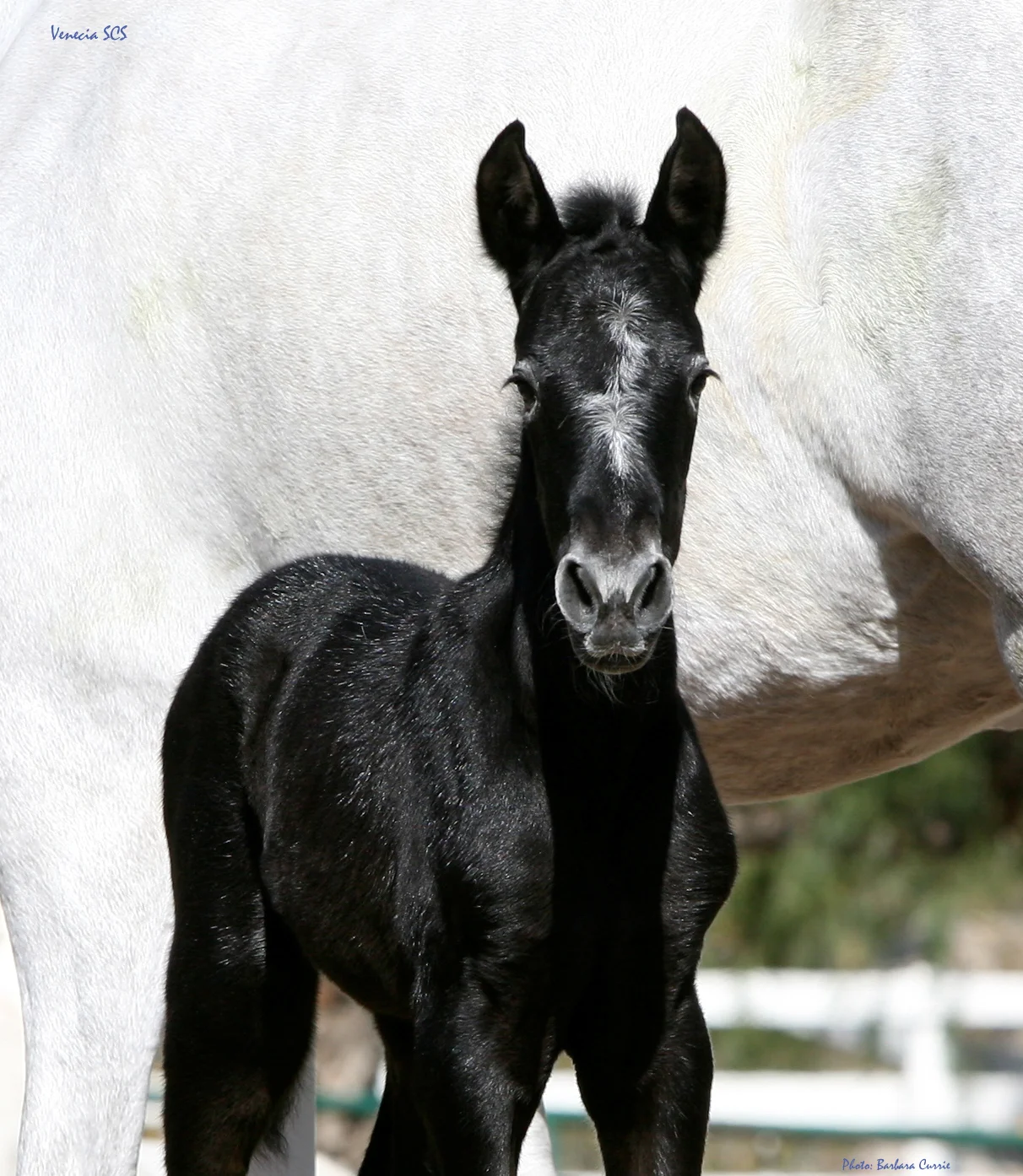Venecia SCS - 4 days old. Photo: Barbara Currie