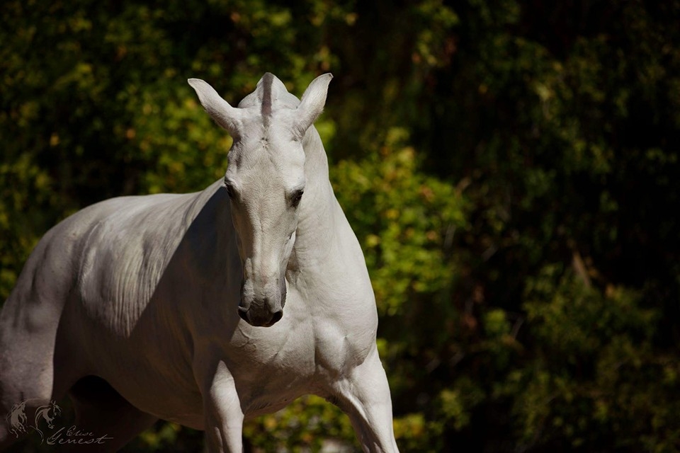 Fantasia del C in September of 2015. Photo: Elise Genest