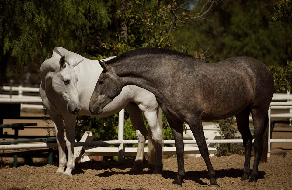 Fantasia del C and Gozosa SCS (Dominante XXIX x Fantasia del C). Photo: Elise Genest