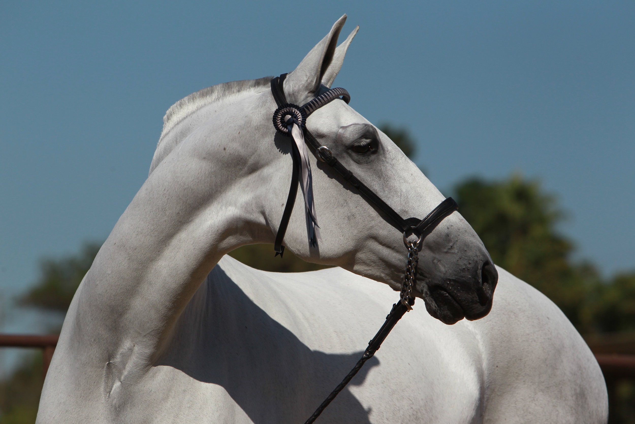 Fantasia del C. Photo by Paco Rey.