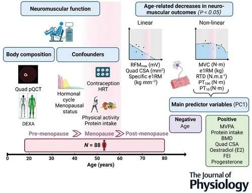 An summary graphic from O’Bryan et al., 2025 depicts the various factor affecting neuromuscular function across the lifespan in women.