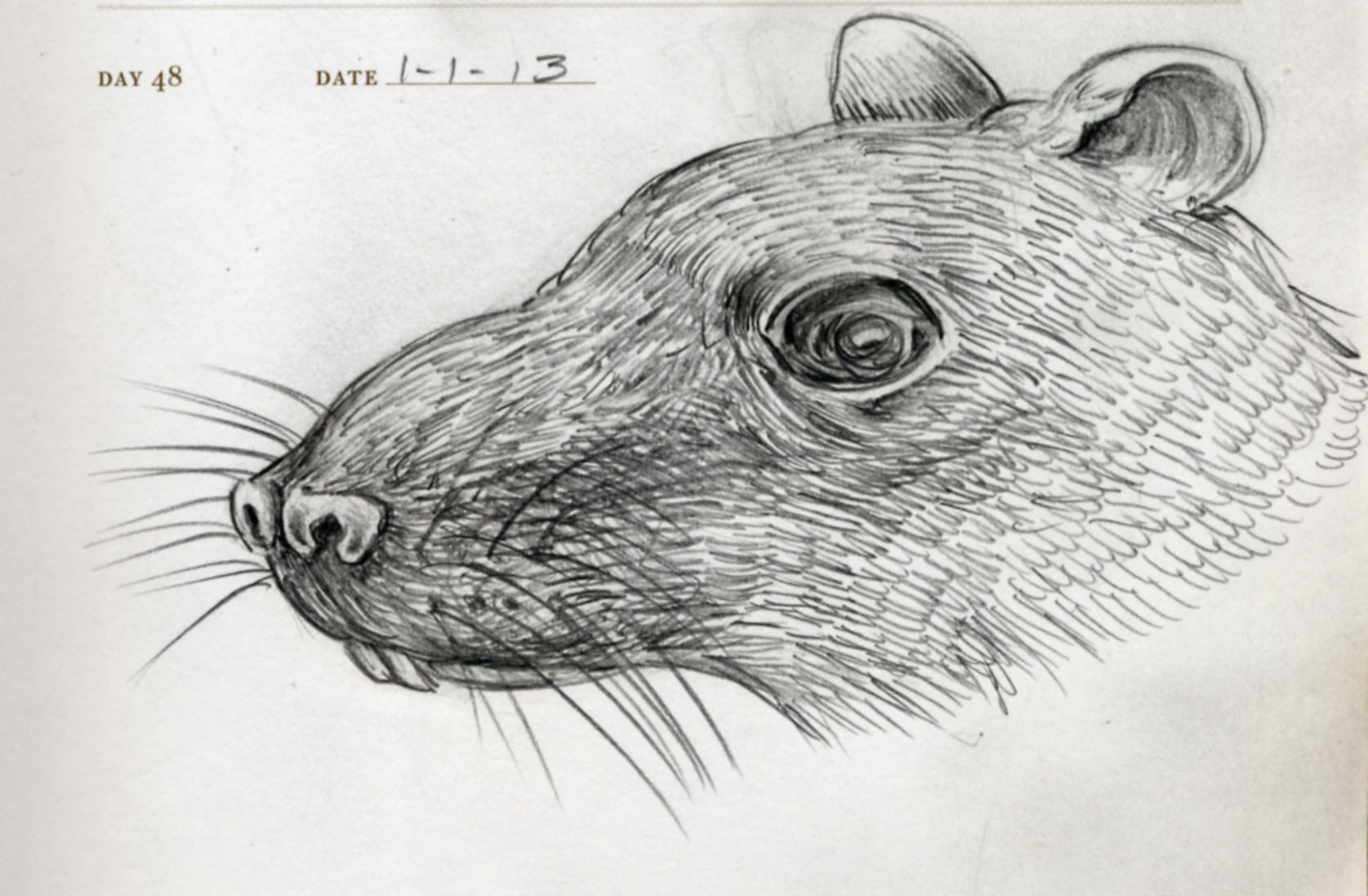 Back in October I started making a drawing every day in a particular sketchbook and posting them to Facebook.&nbsp; I made it 35 days, they have been sporadic ever since.&nbsp; I am giving it a shot again though, that is why even though it says "DAY…