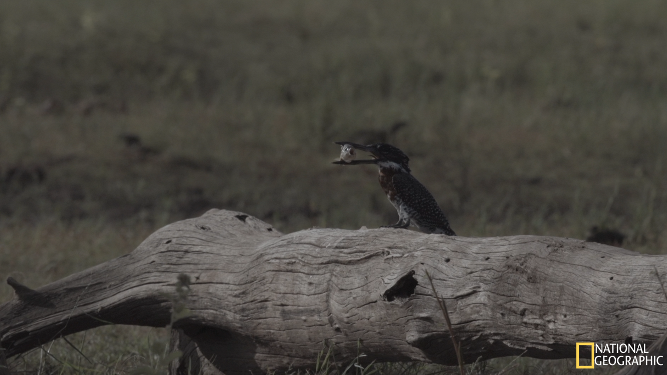 Giant Kingfisher moments after catching a fiish (Movie still)