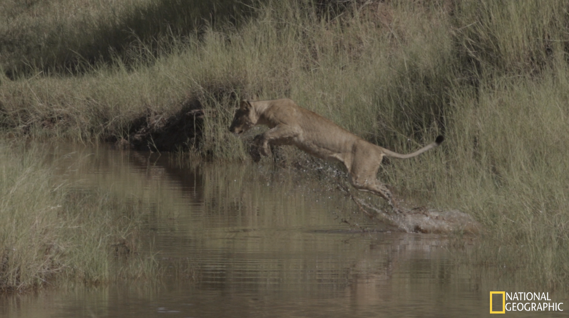 Lioness mid-leap caught on the slow-motion camera