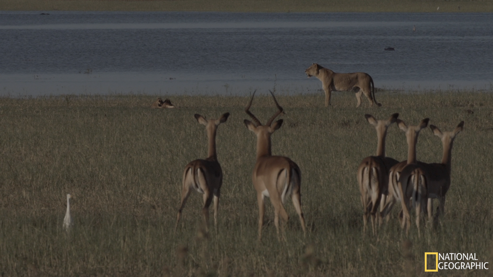 Movie Still - Impala vigilant to mother and cubs