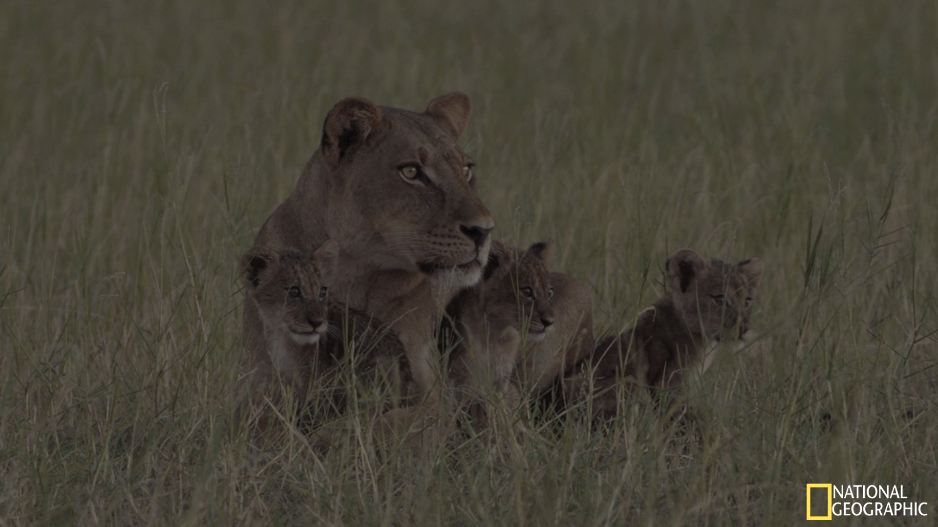 Movie Still - F109 and her young male and two females cubs scanning the shoreline