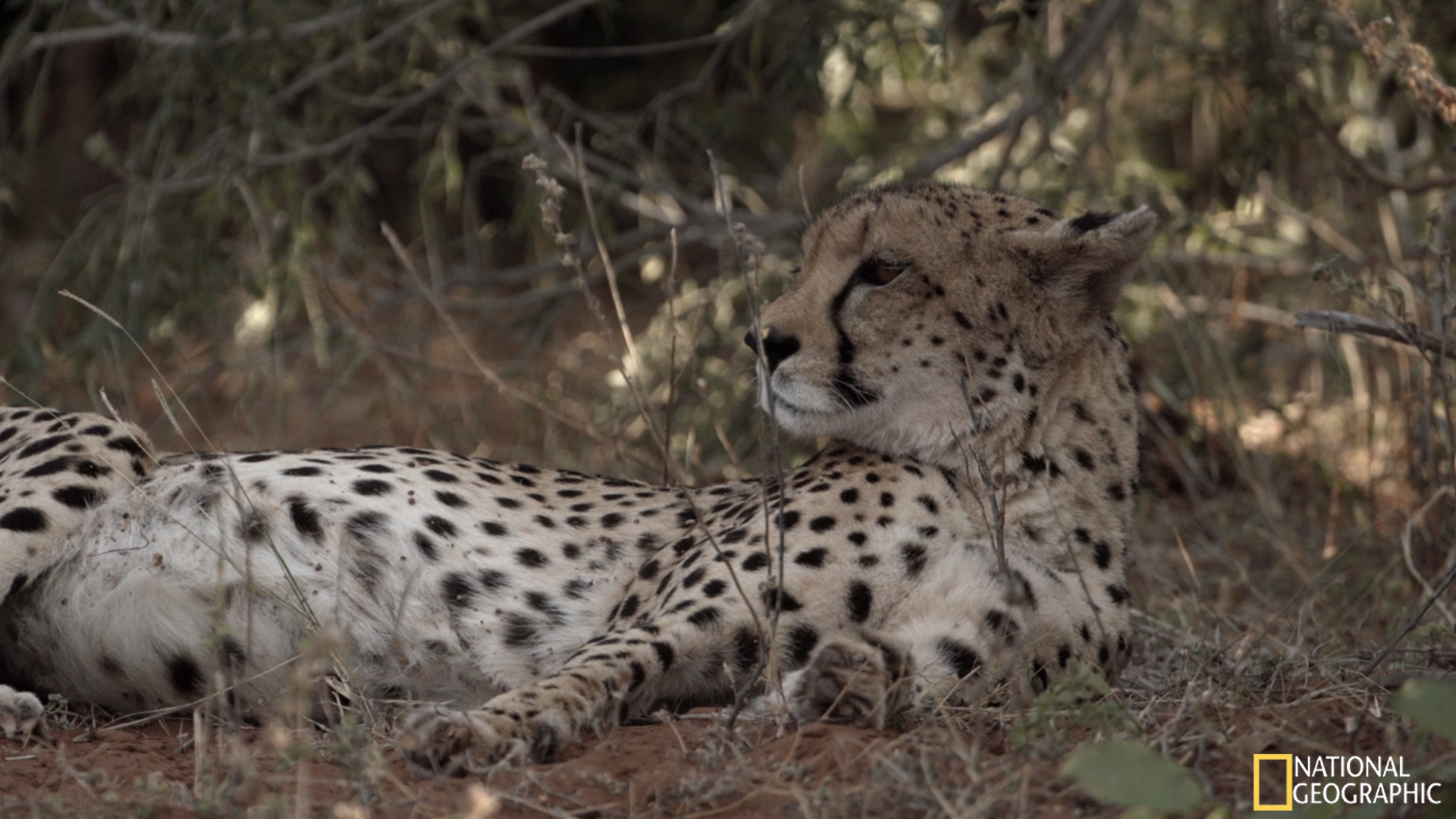 Movie Still - Lounging in the shade with a full belly