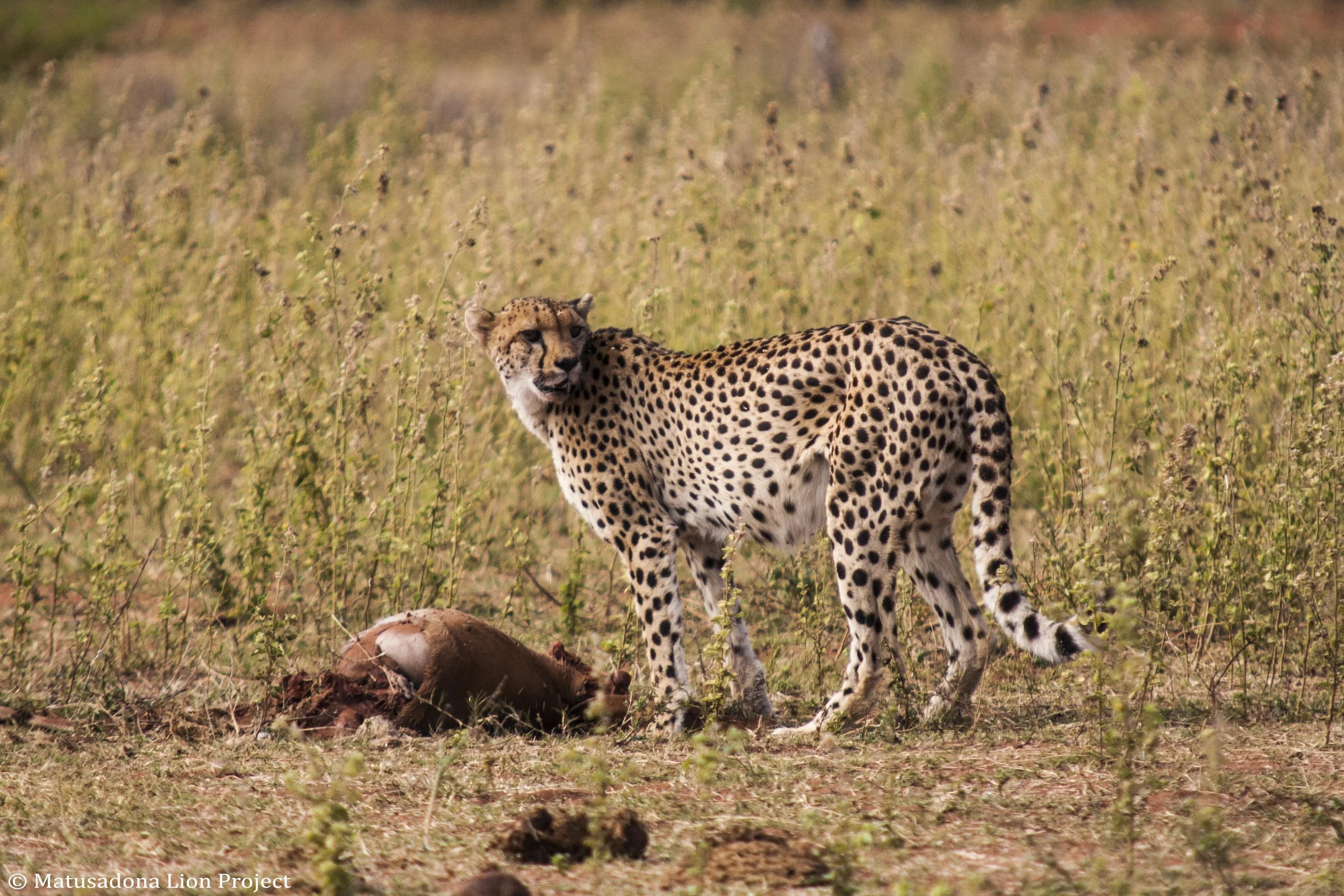 Female cheetah scanning the shoreline for intruders - Photo by Rae Kokeš