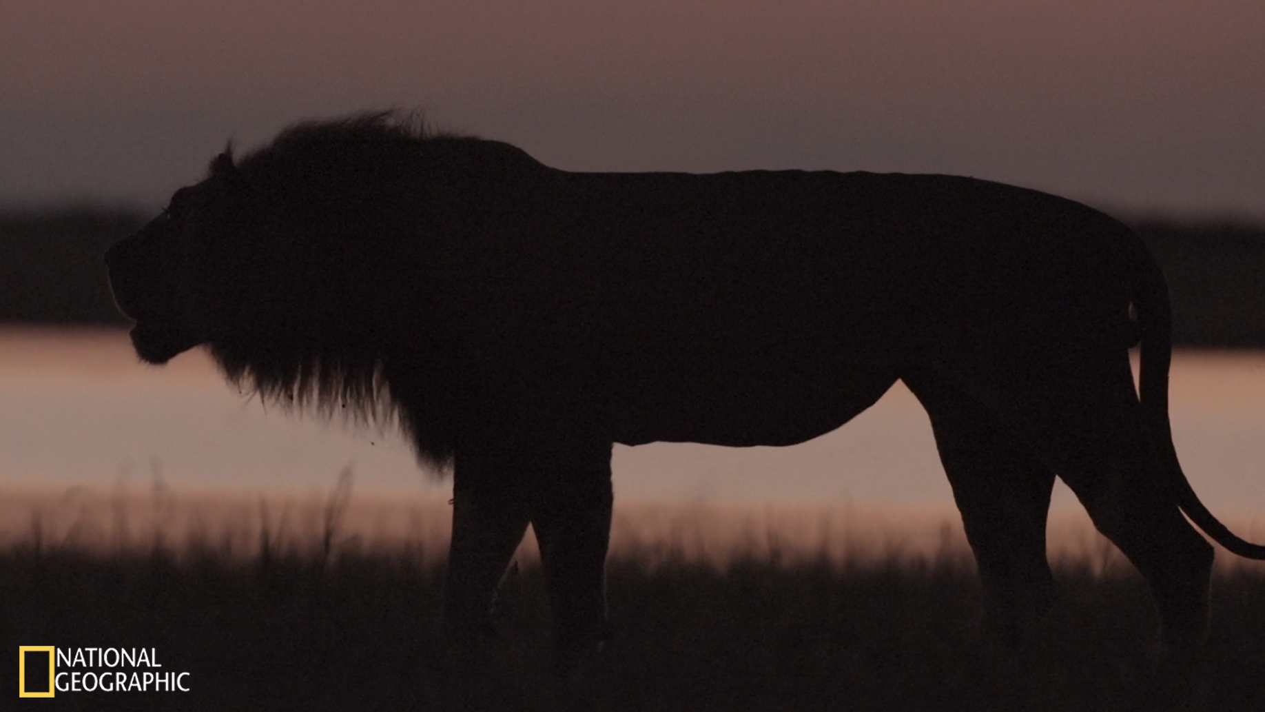 Movie Still - Shepherd roaring at dusk