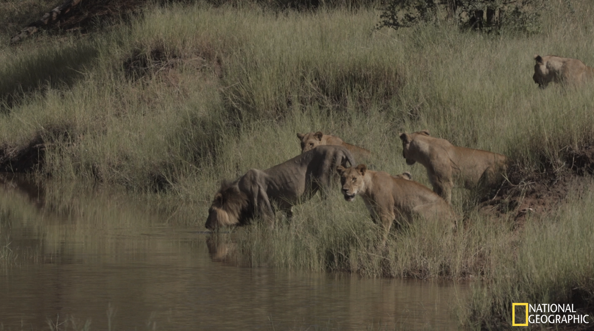 Movie Still - Shepherd leading some of the Eastern Pride across a narrow channel