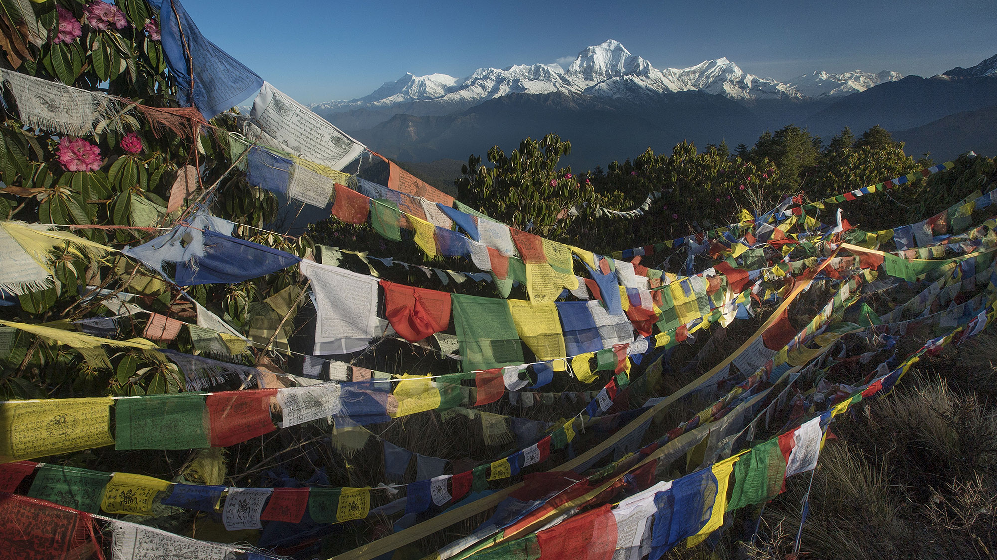 Prayer flags flap in the wind, blessing both the inhabitants of these high hills and the trekkers who come to explore these areas. The Dhaulagiri massif lay in the background, spanning 120km through the Himalayas. 