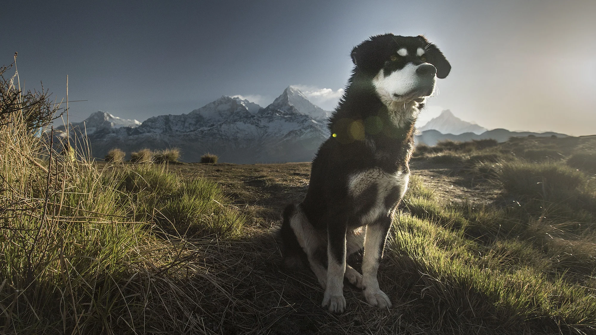 One of my favourite moments of the whole trip. This beautiful mountain dog saw something in the distance and just sat fixated. He was not aggressive or excited, just sat very peaceful like a living statue. 