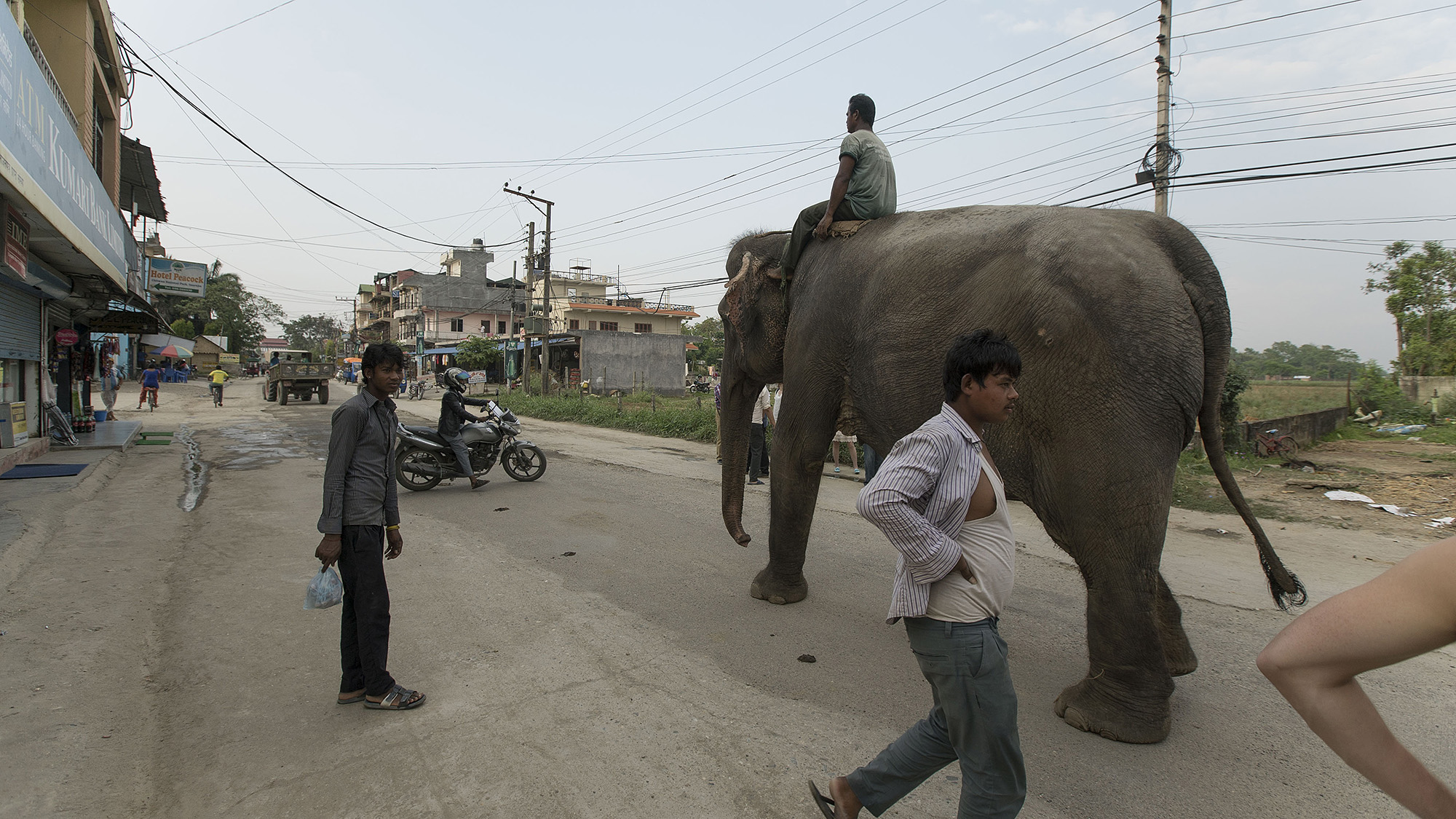 Safaris on elephant back are very common in Chitwan National Park. The tourism industry due to the park has boomed in recent years, providing more money for anti-poaching but encroaching severely on its periphery with human settlements. 
