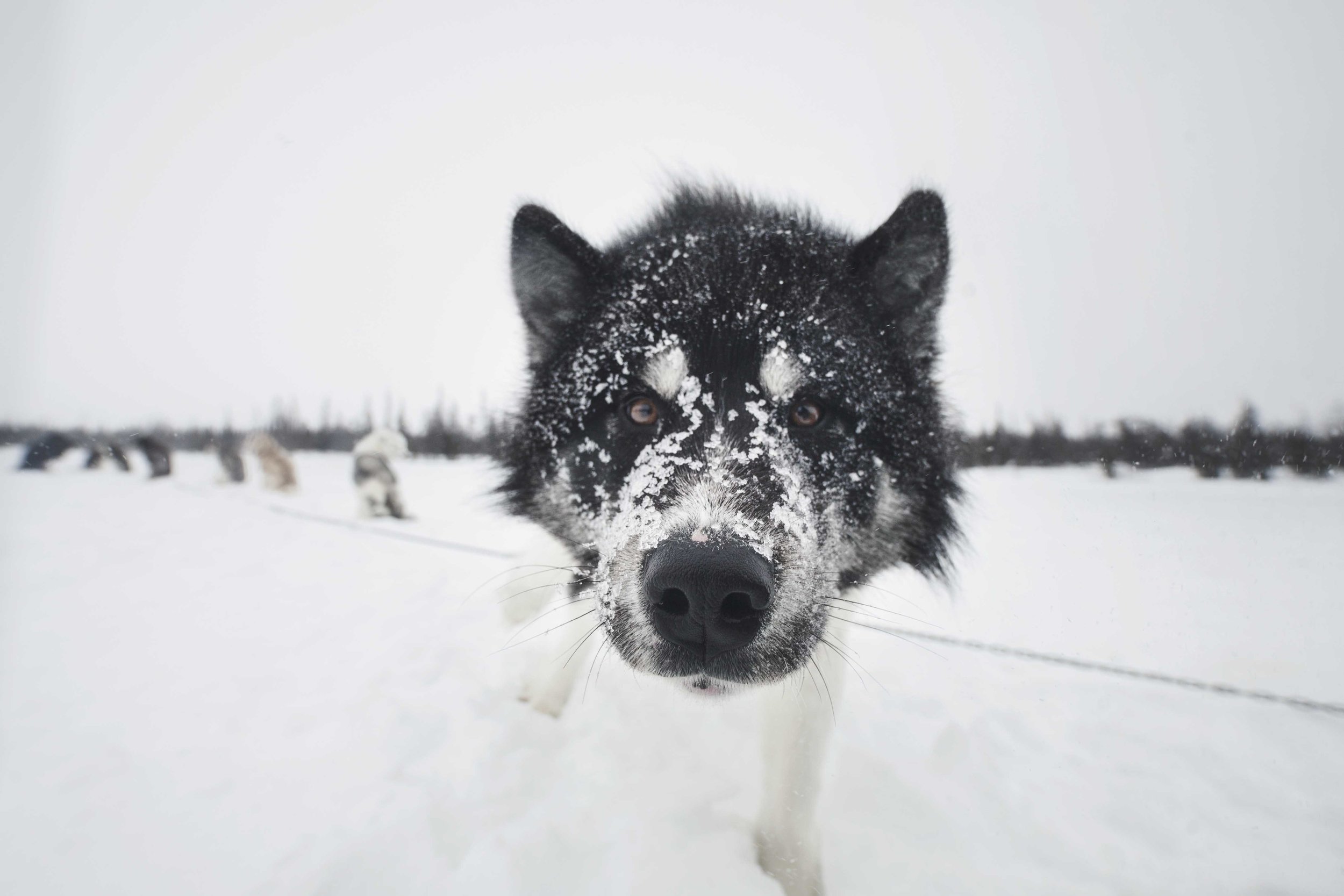 INUIT SLED DOGS