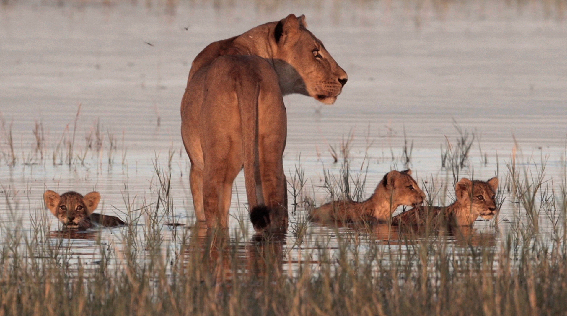 AFRICAN WILDLIFE