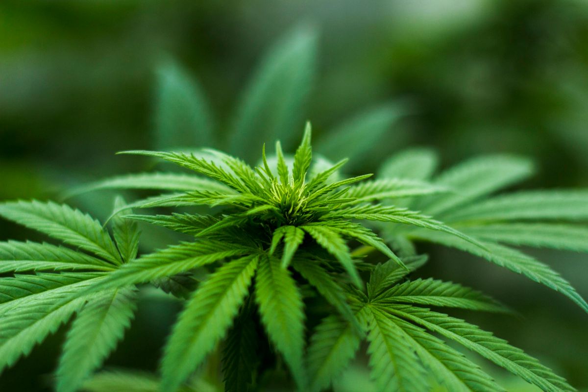 profitability-of-cannabis.jpeg