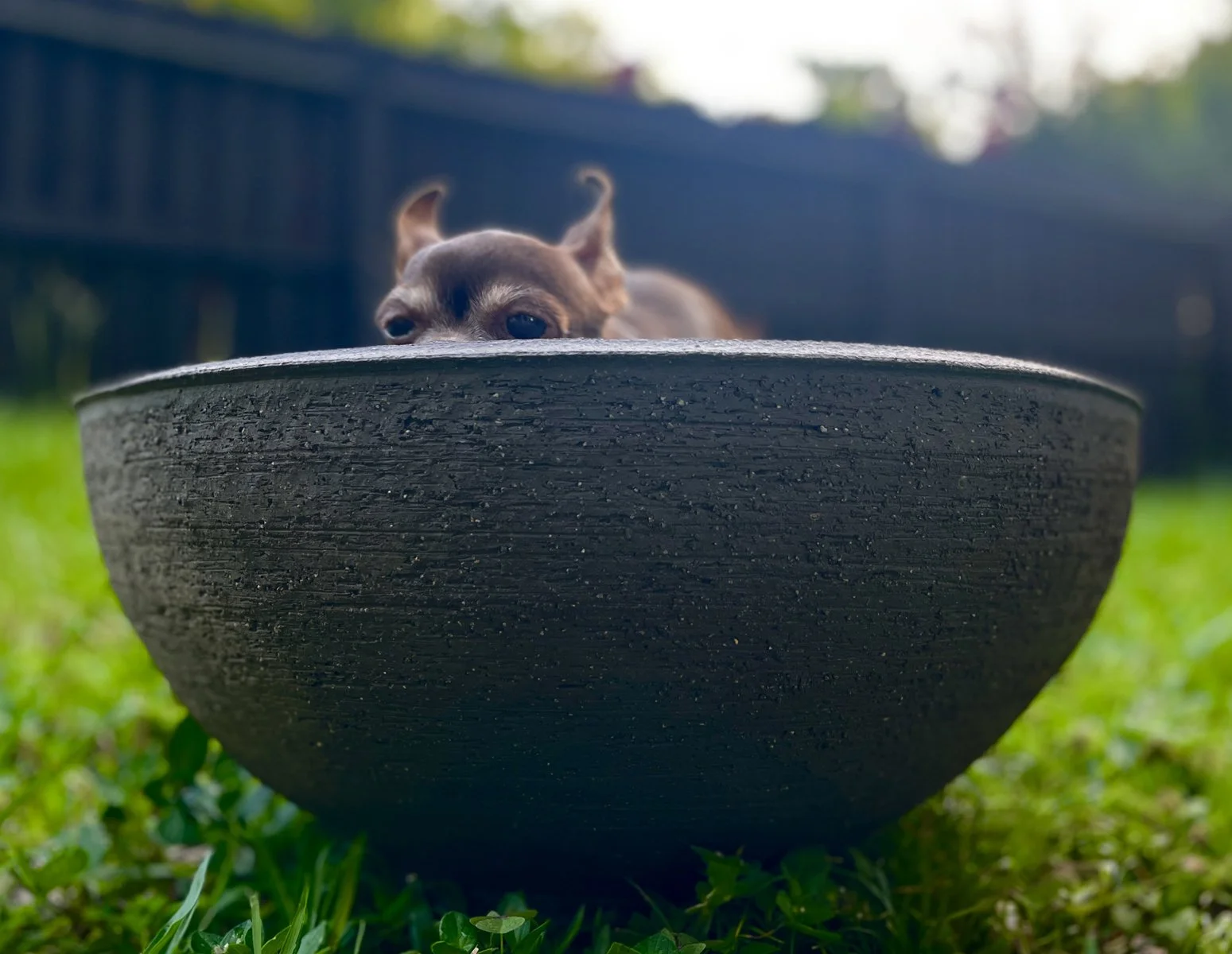 chuck dog bowl 2026.jpg
