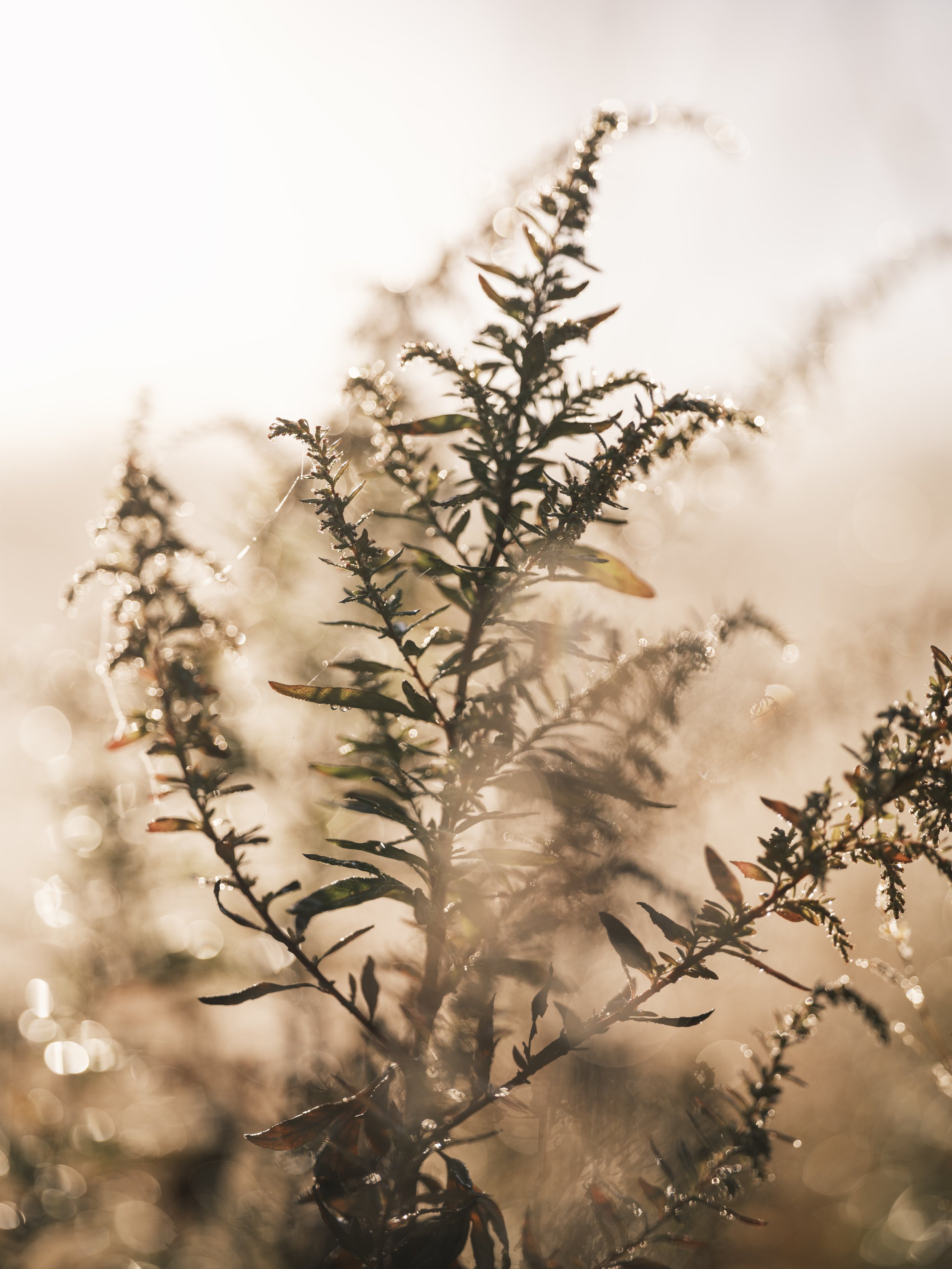Frost Weed-1-2.jpg