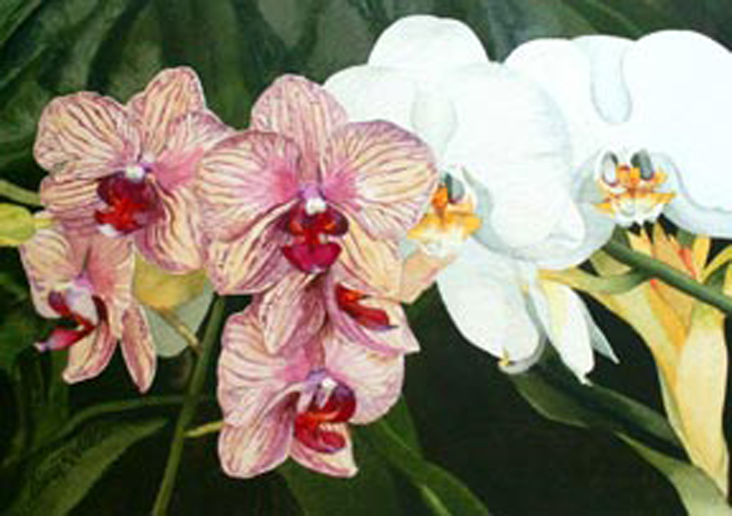 ORIG_Only-Orchids.jpg