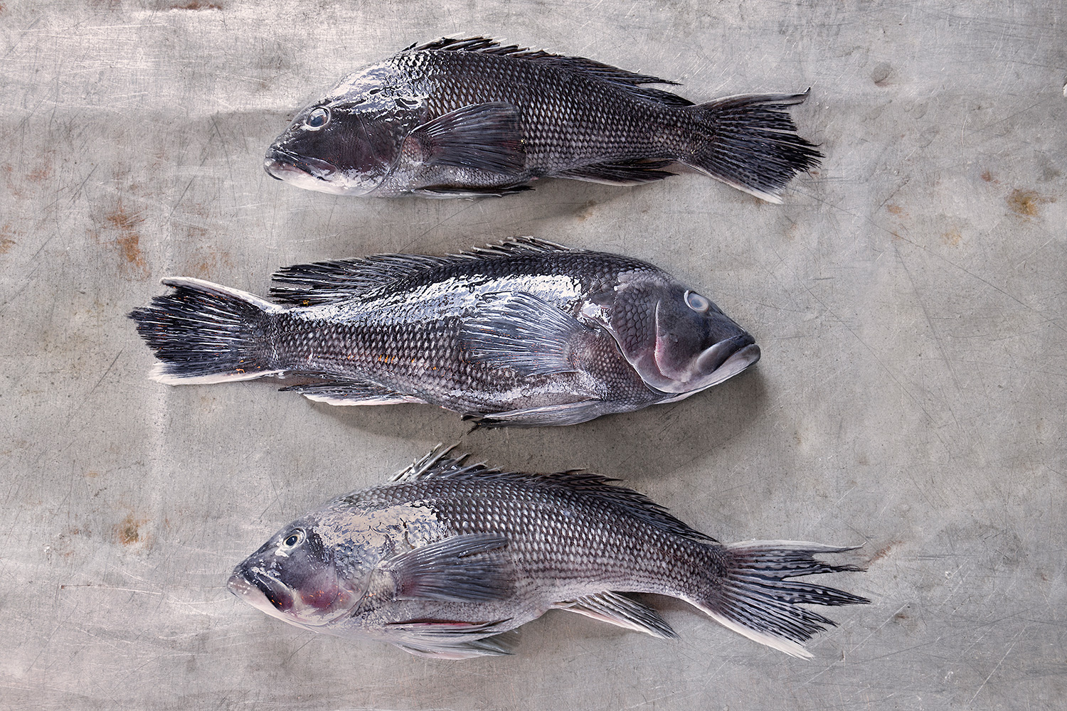 Black Sea Bass, Gosman's Fish Dock