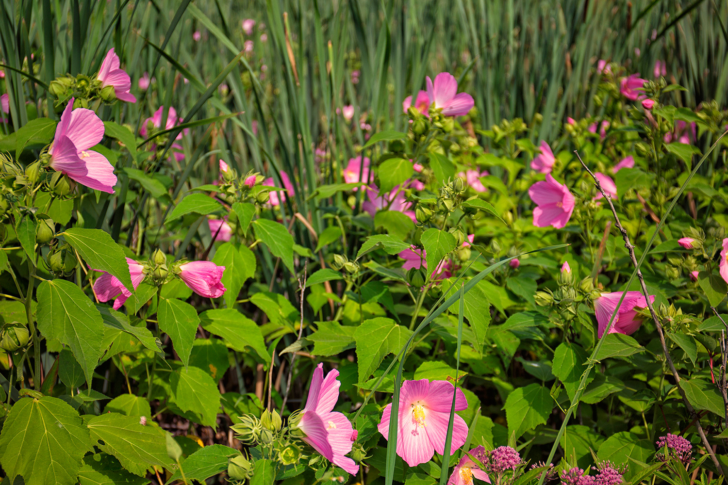 Swamp Rose Mallow (Hibiscus Moscheutos), Fort Pond