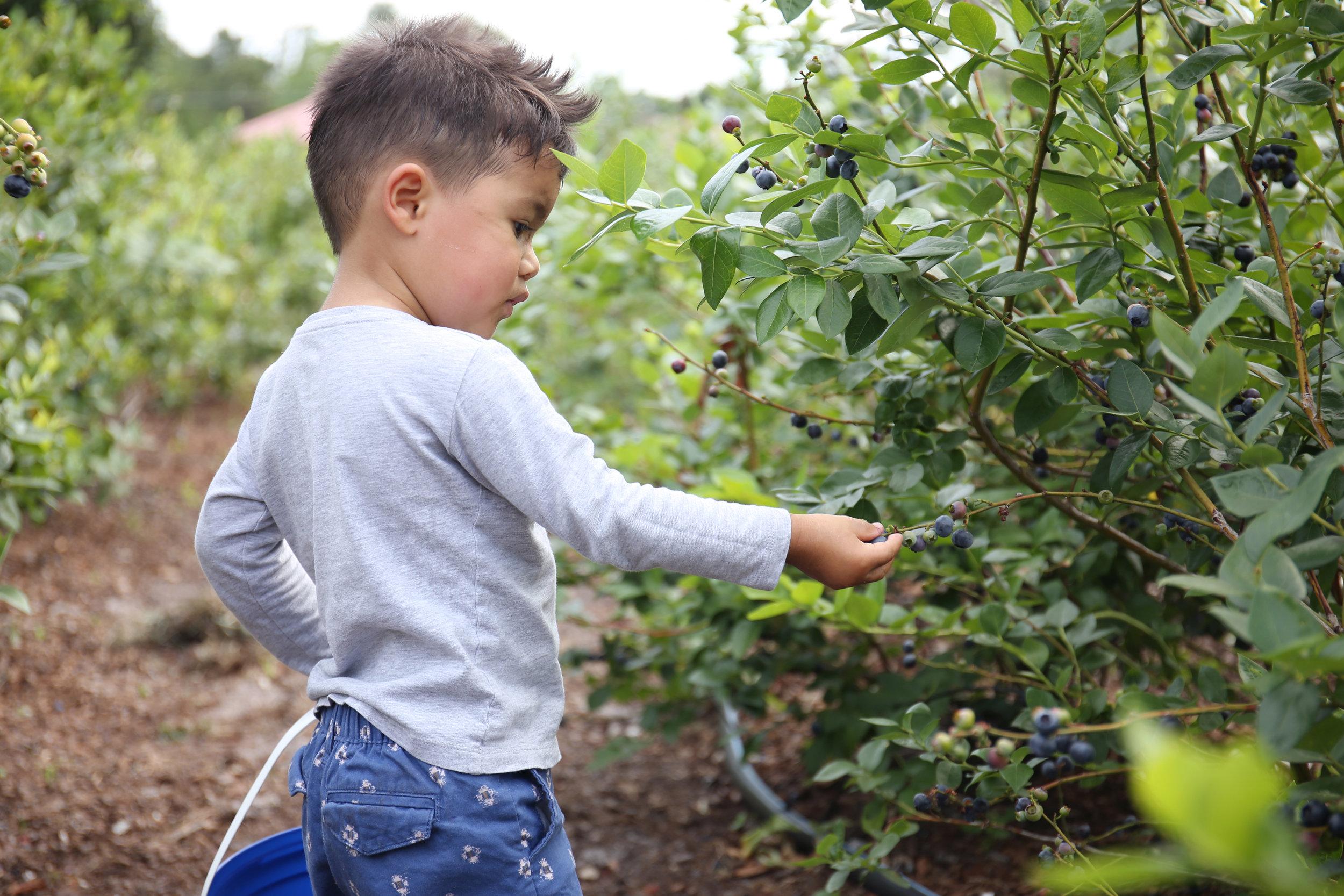 Blueberry Picking 