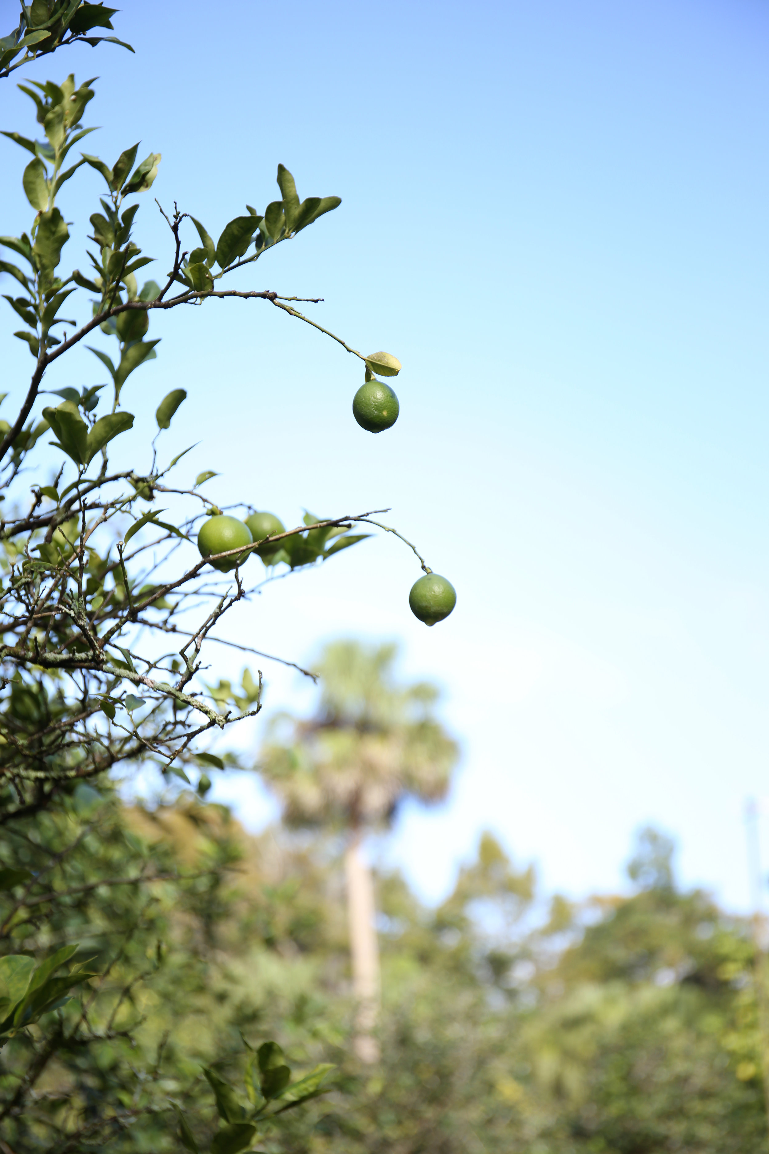 Lime Hunting 