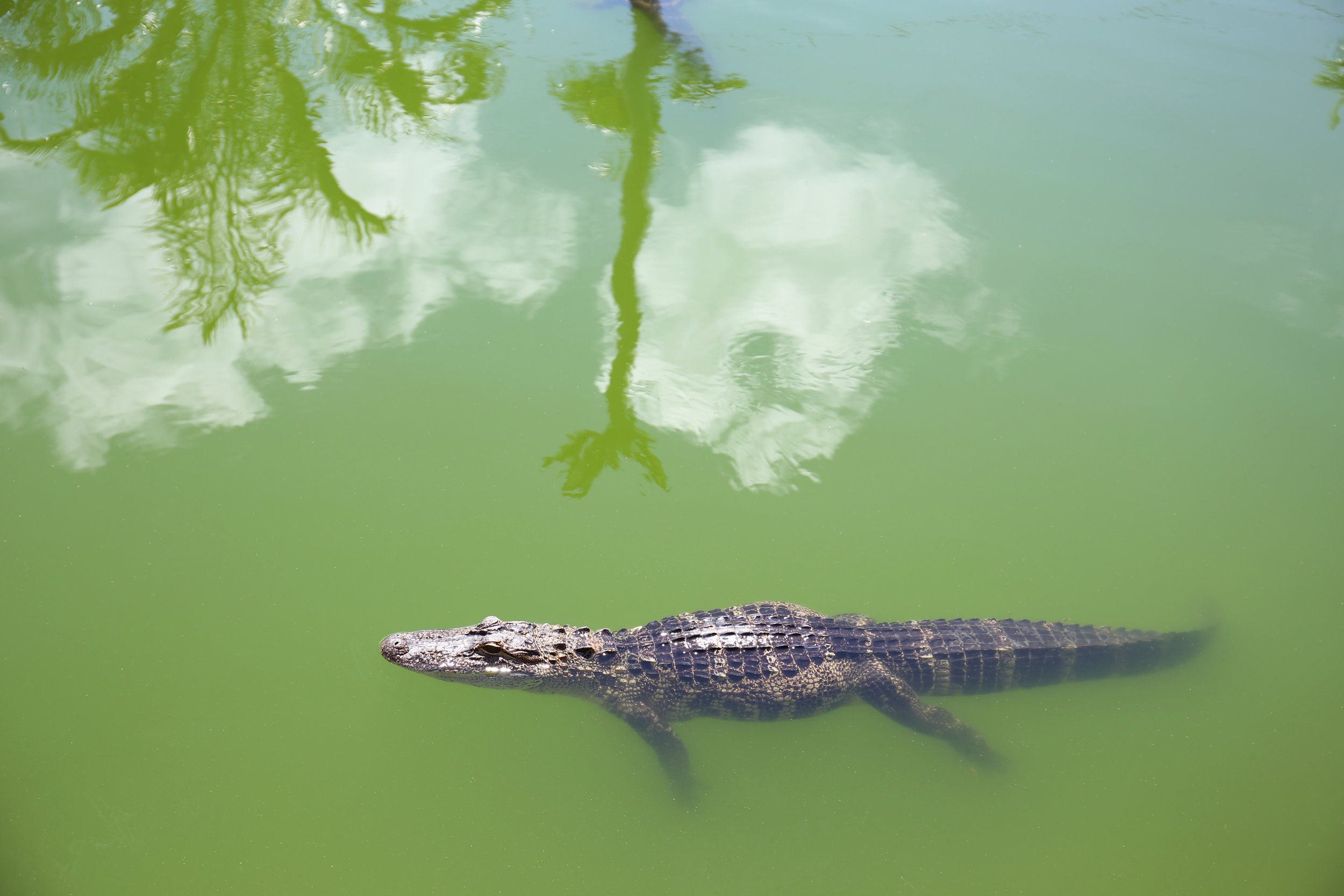 Alligator in Cocoa Beach 