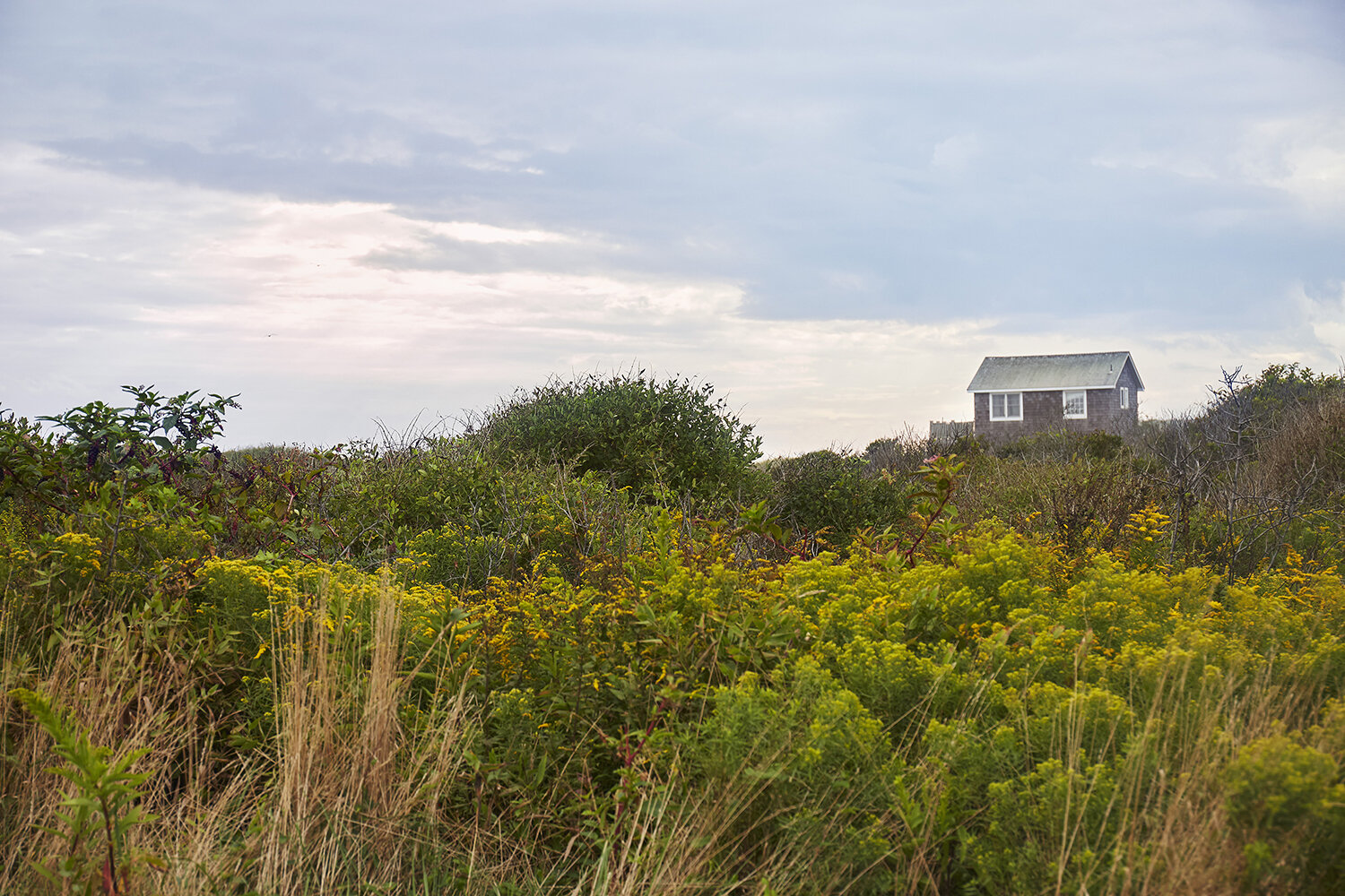 Brown House, 2017