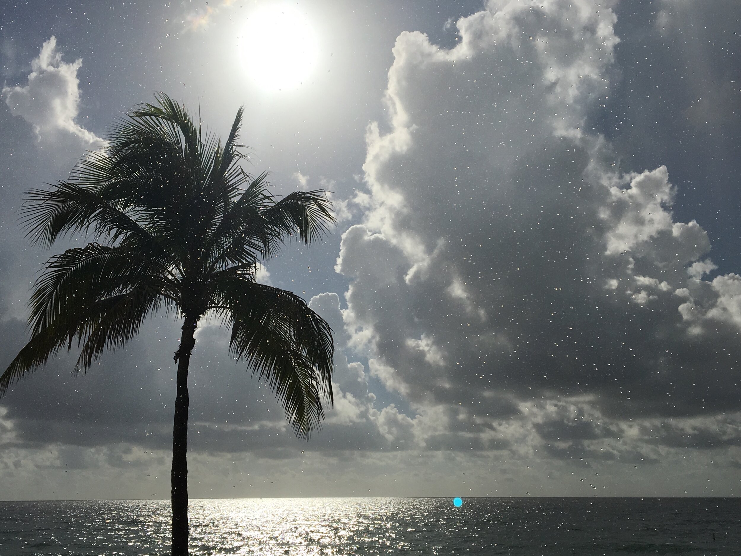 Palm in Rain 