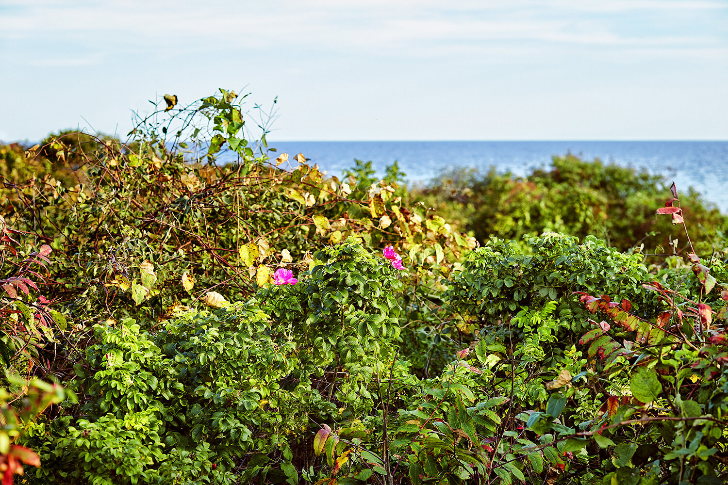 Pink flowers in October, 2017