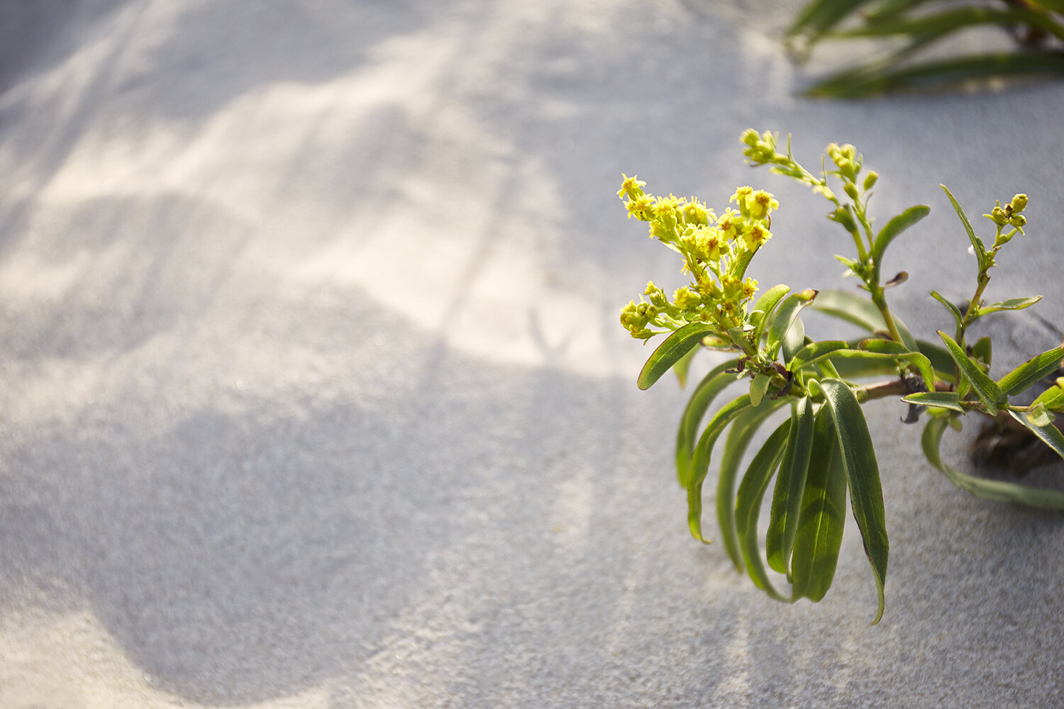 Yellow sand flower, 2017