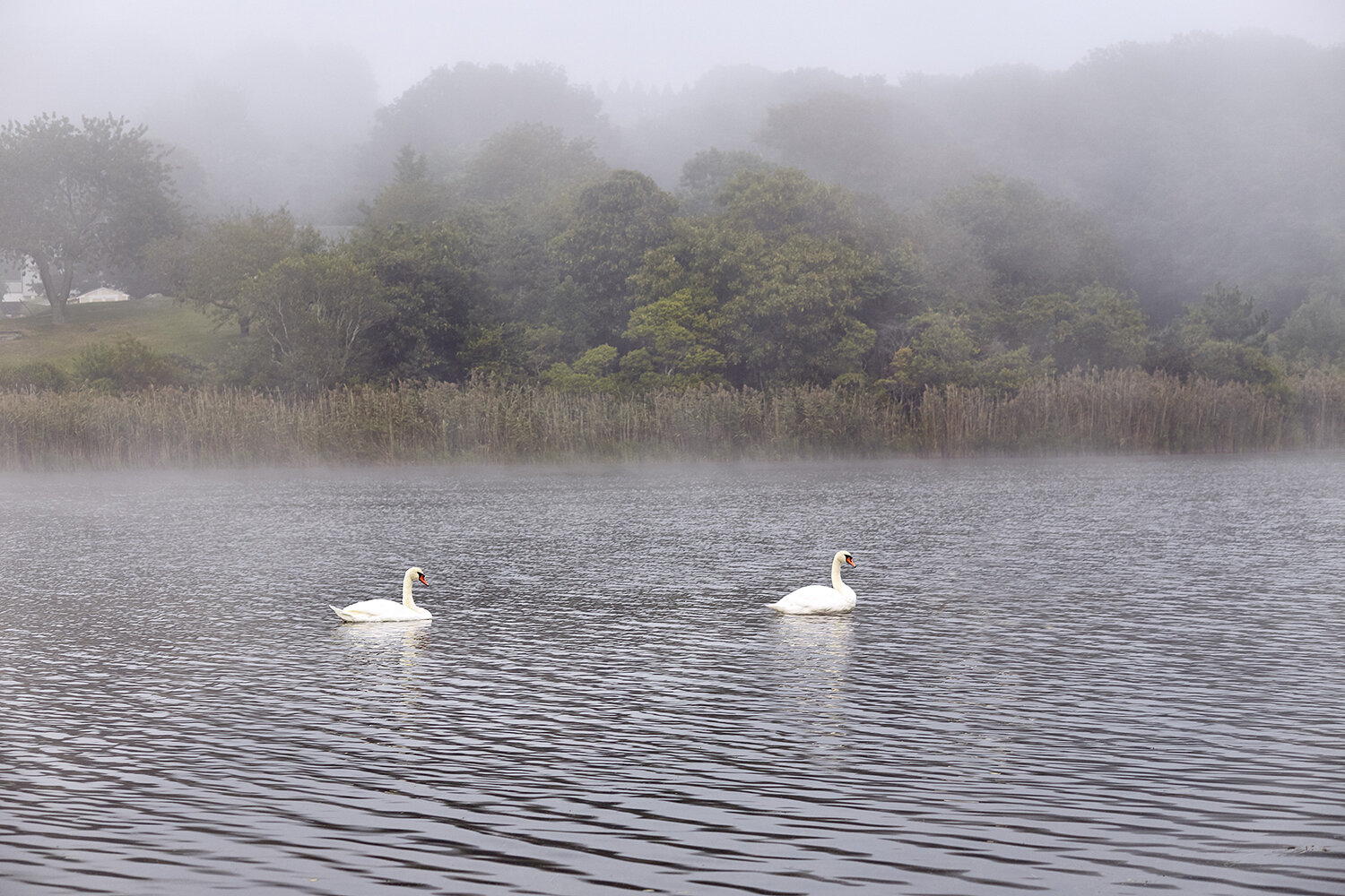 Two Swans, 2017